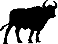 cow1