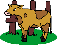 cow