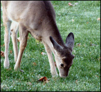 deer