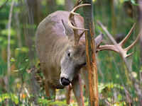 deer