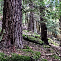 hemlock
