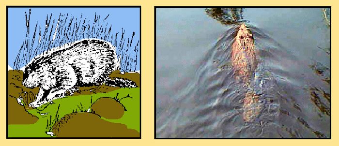 beavers